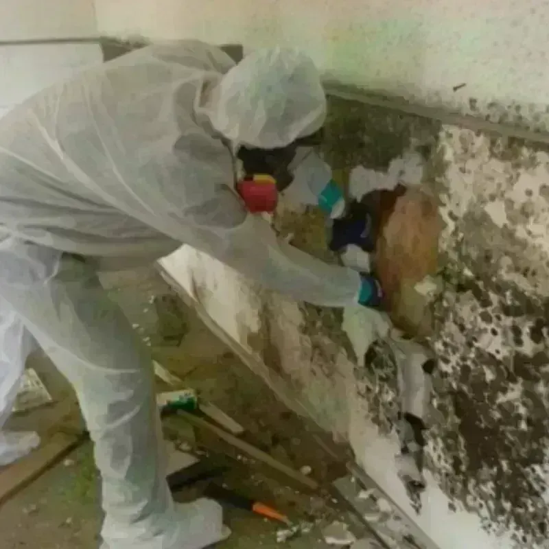 Mold Remediation and Removal in Crete, NE